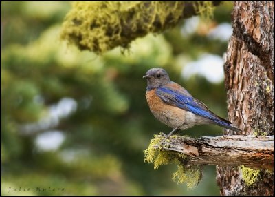 Western Bluebird