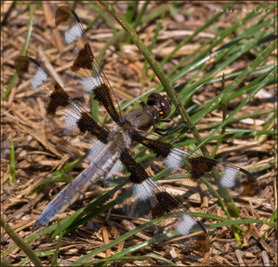 Twelve-spotted Skimmer Dragonfly