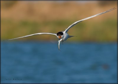 Foster's Tern