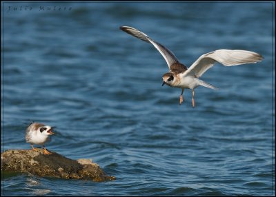 Juvenile Terns