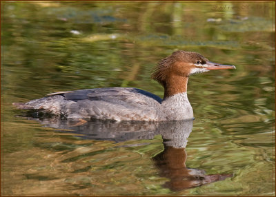 Juvenile Common Merganser