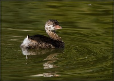 Juvenile Pied-billed Grebe