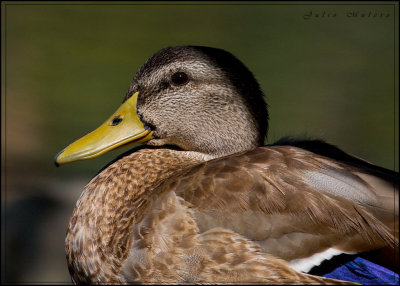 Mallard