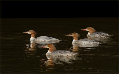 Common Mergansers
