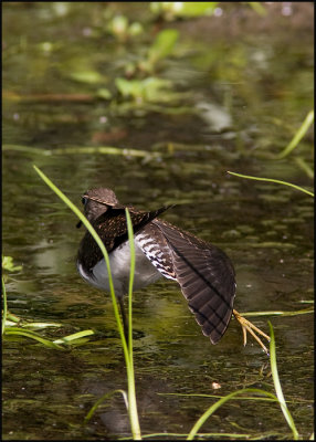 Solitary Sandpiper