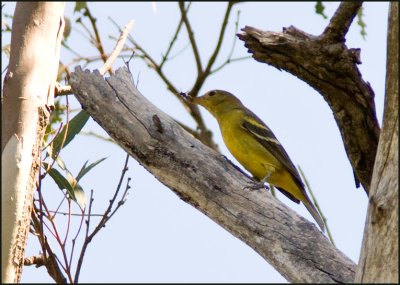 Female Western Tanager
