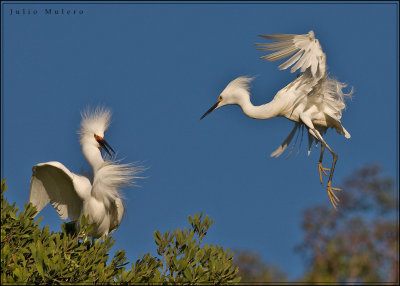 Snowy Egrets