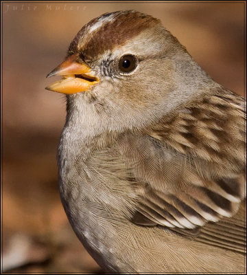 White-Crowned Sparrow