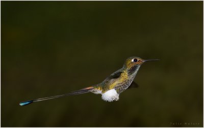 Booted Racket-Tail Hummingbird