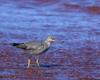 Wandering Tattler