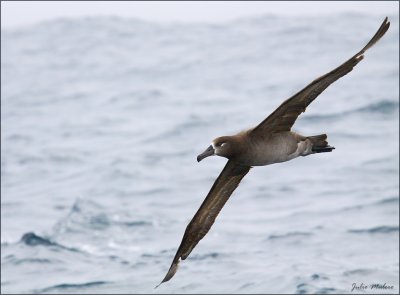 Monterey Bay Pelagic Seabird Cruises