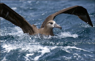 Black-footed Albatross