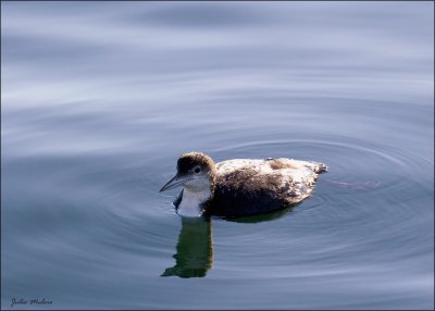 Common Loon