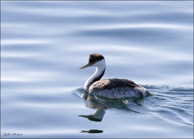 Western Grebe