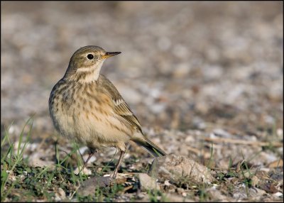 American Pipit