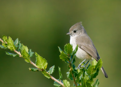 Oak Titmouse