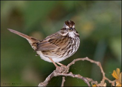 Song Sparrow