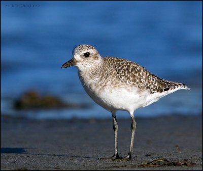 Black-bellied Plover