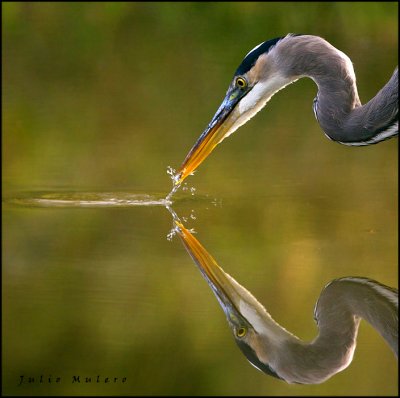 Great Blue Heron