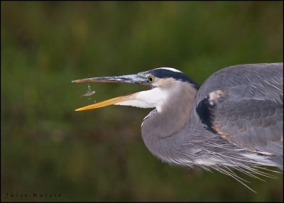 Great Blue Heron 3