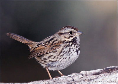 Song Sparrow