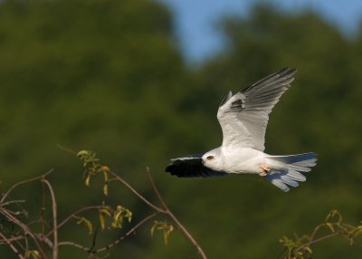 White-tailed Kite