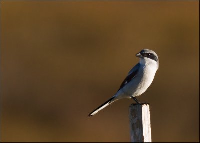 Loggerhead Shrike