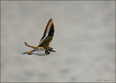 Killdeer