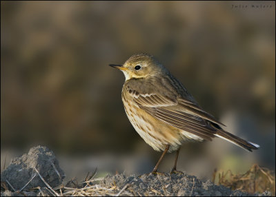 Pipits