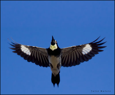 Acorn Woodpecker in flight
