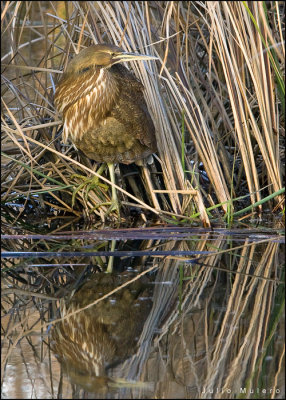 American Bittern