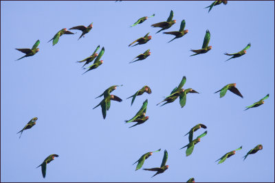 Mitred Parakeet flock in Sunnyvale