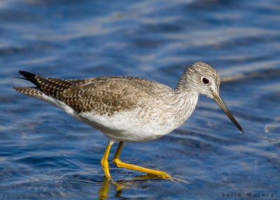 Greater Yellowlegs