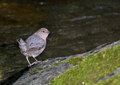 American Dipper