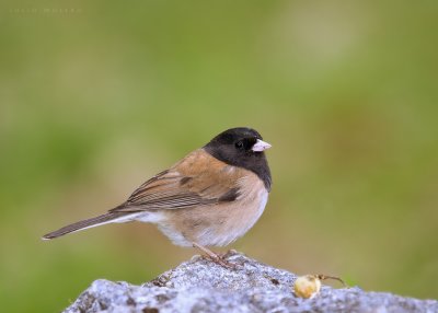 Dark-eyed Junco