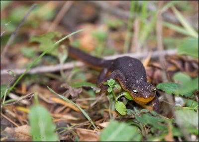 California Newt