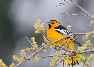 Bullocks Oriole