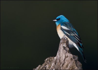 Lazuli Bunting