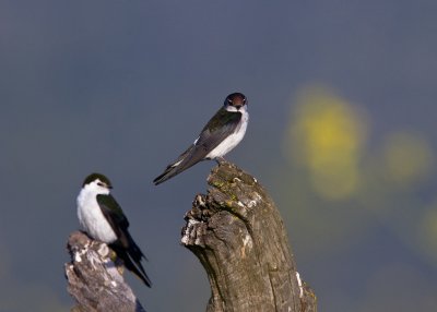 Violet-green Swallow