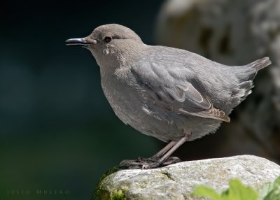 American Dipper