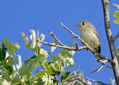 Hutton's Vireo