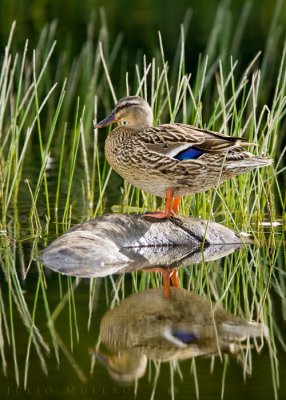 Mallard