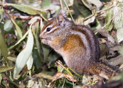 Chipmunk