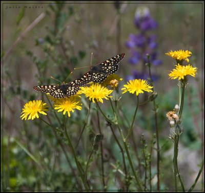 Anicia Checkerspots Butterflies