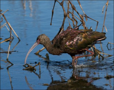 White-face ibis in winter plumage