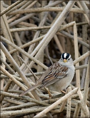 White-crowned Sparrow