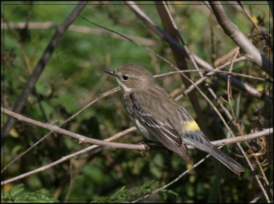Yellow-rumped warbler.