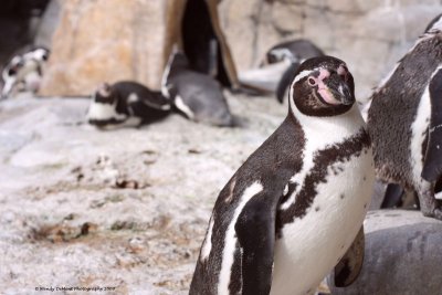 Penguin1.jpg