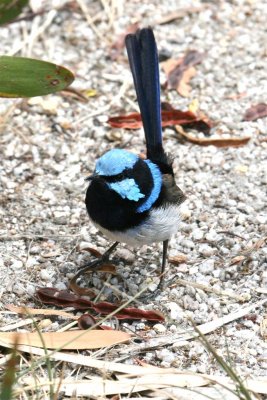 Birds in Tasmania