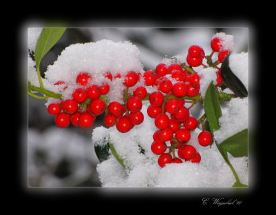 Nature close-ups